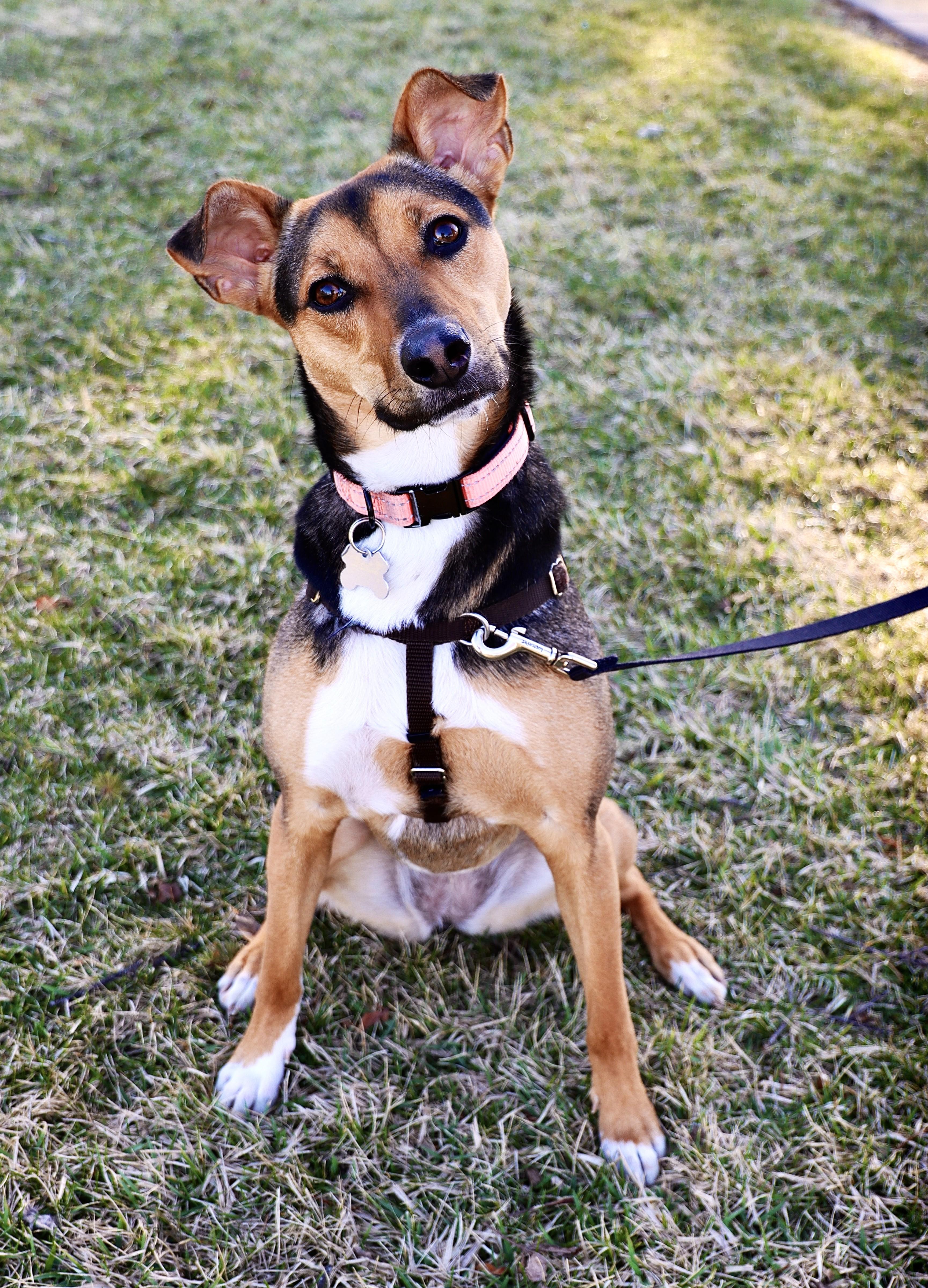 Enlarge Letti, a Adoptable mixed breed in Palatine, IL image 4/6