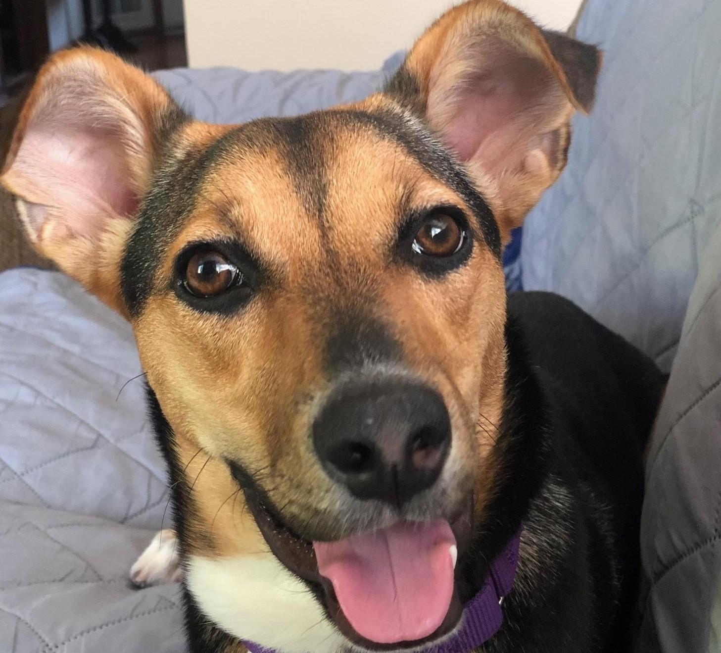 Letti, a Adoptable mixed breed in Palatine, IL image 2/5