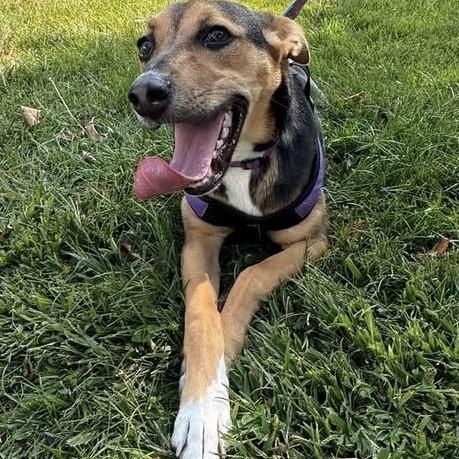 Letti, a Adoptable mixed breed in Palatine, IL image 4/5