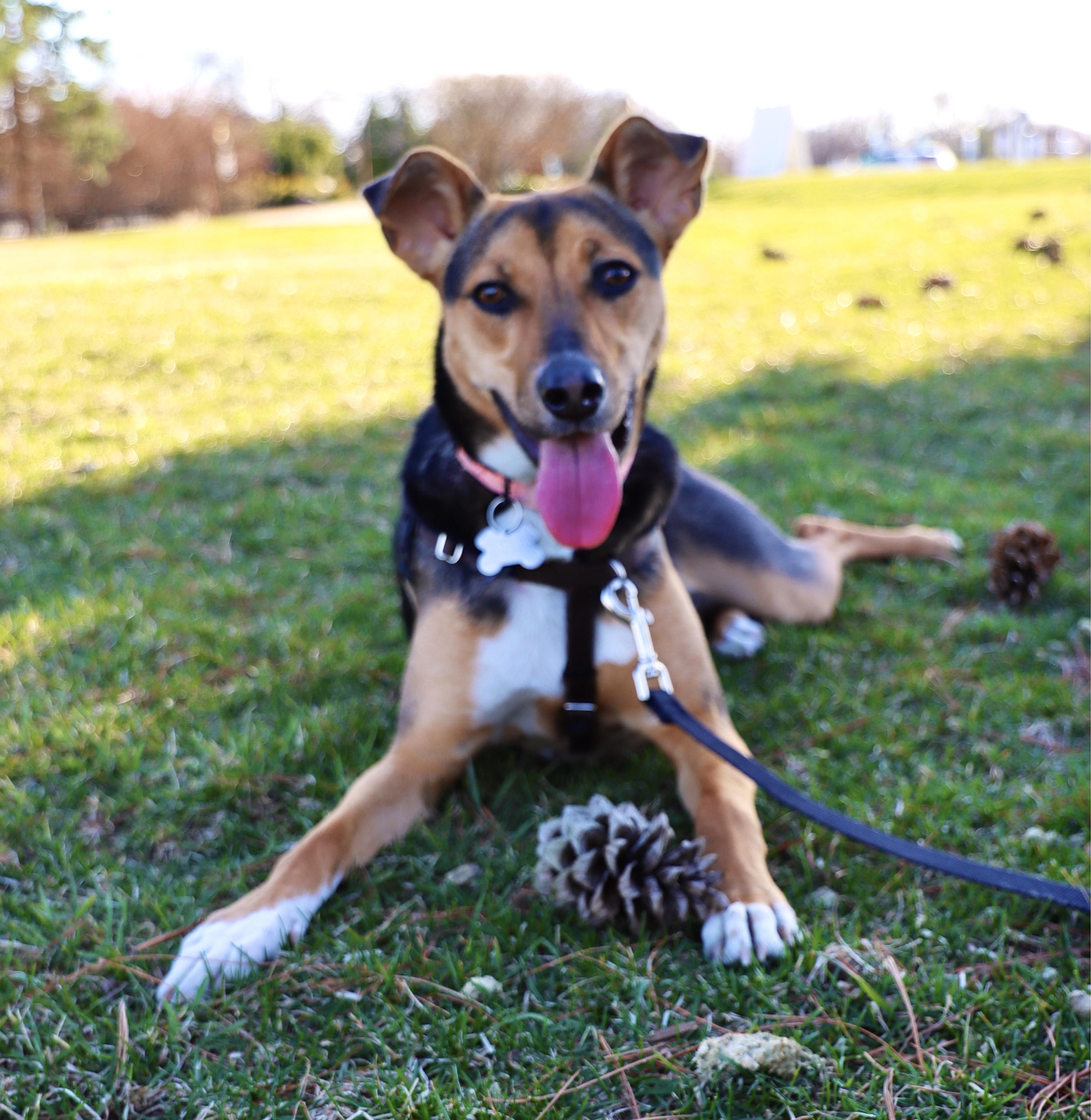 Enlarge Letti, a Adoptable mixed breed in Palatine, IL image 2/6