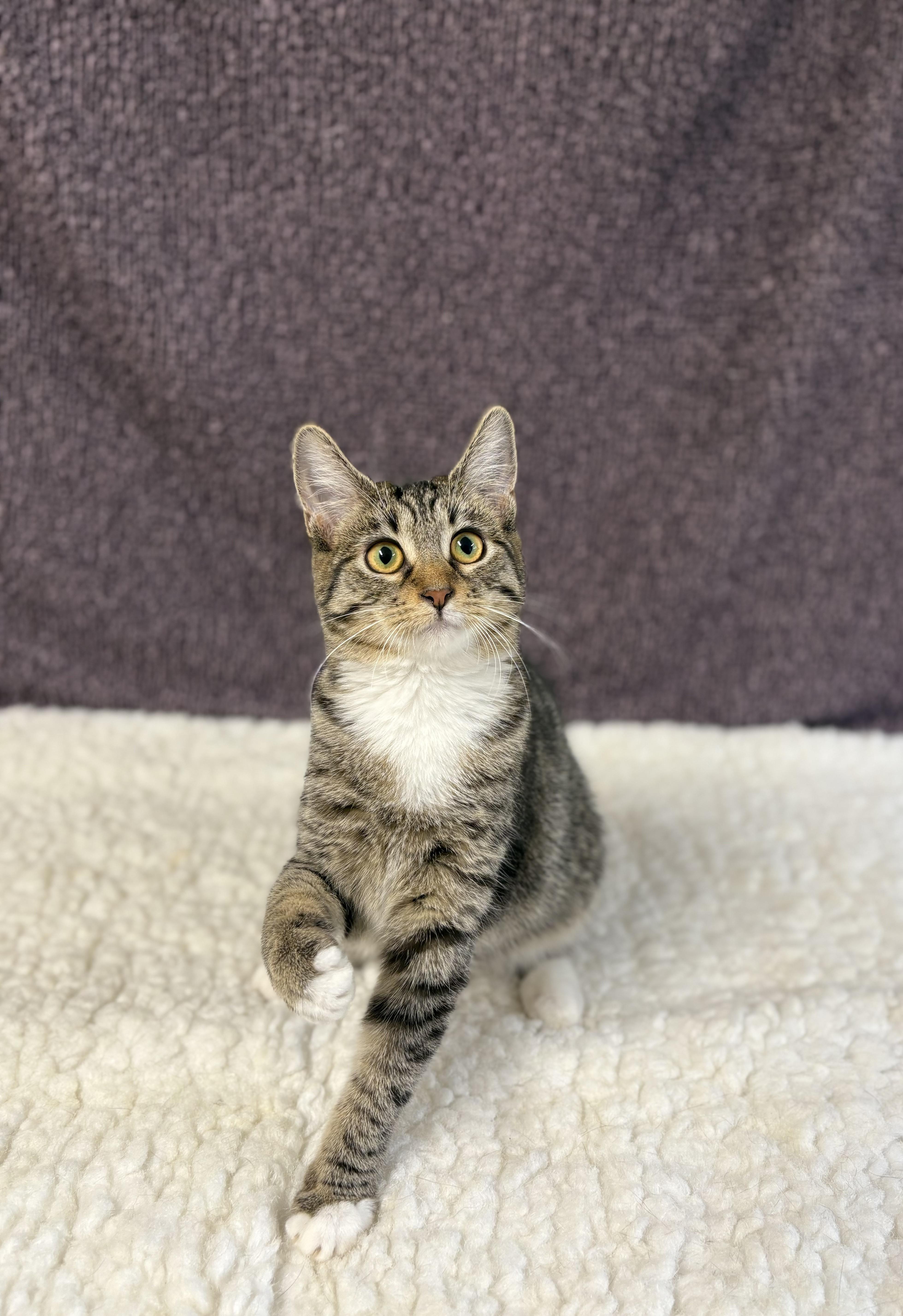 Enlarge Morgan, a Adoptable Domestic Short Hair in Upper Sandusky, OH image 1/3