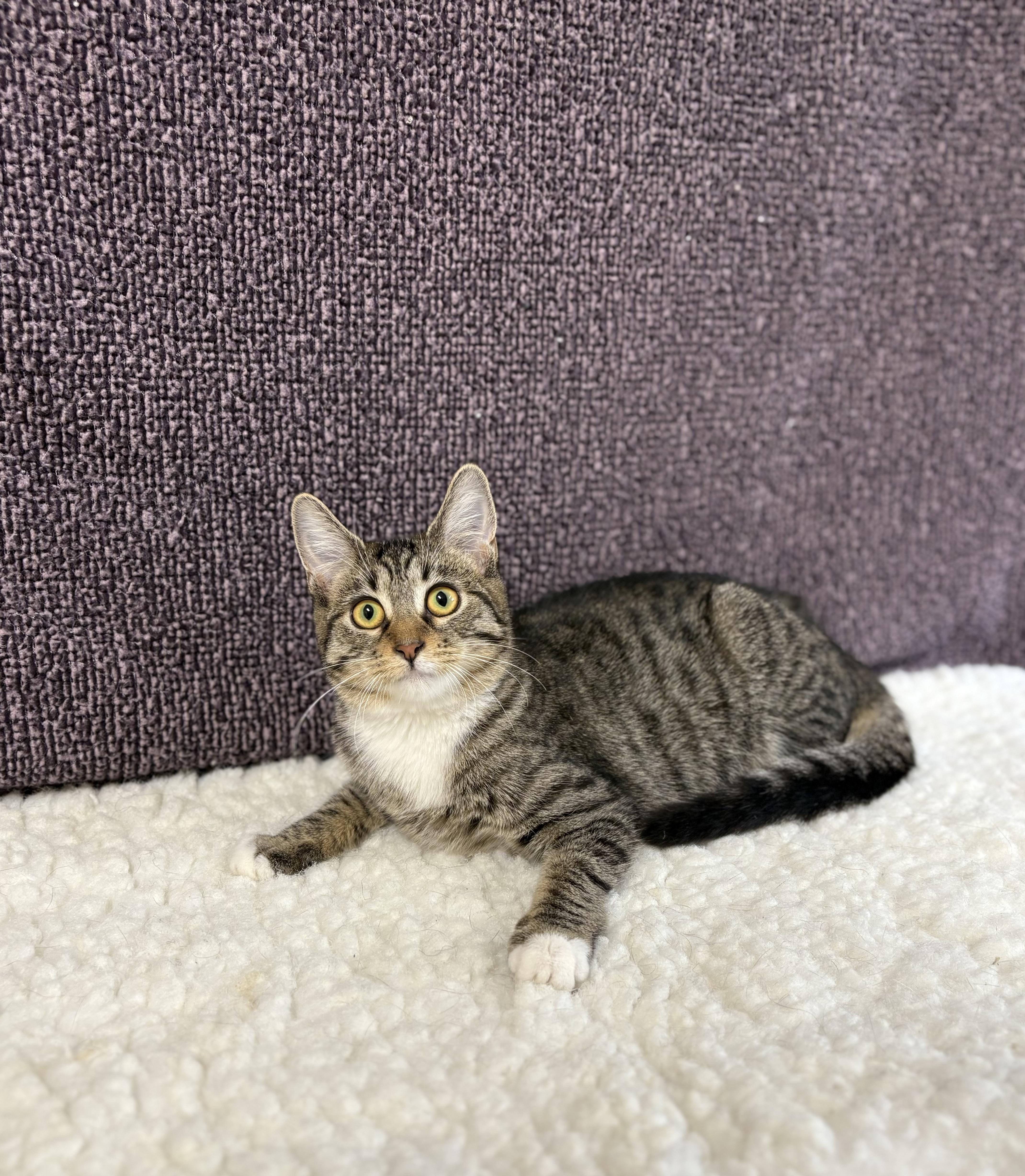 Enlarge Morgan, a Adoptable Domestic Short Hair in Upper Sandusky, OH image 2/3