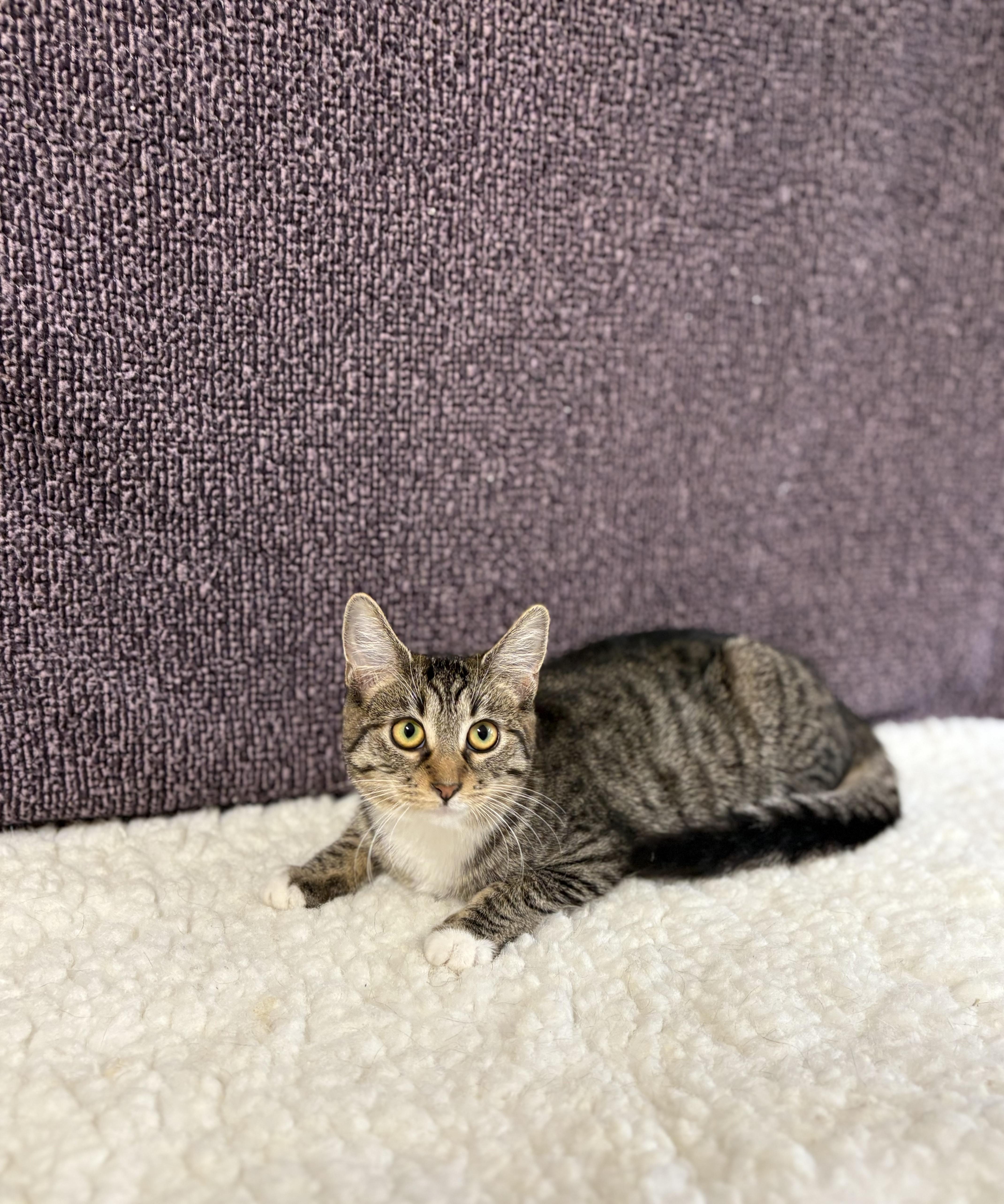 Enlarge Morgan, a Adoptable Domestic Short Hair in Upper Sandusky, OH image 3/3