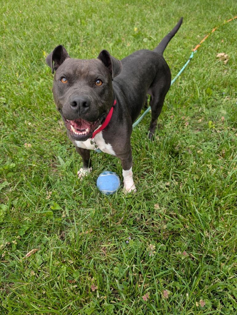 Enlarge Rudolph, an adoptable mixed breed in Maysville, KY image 1/6