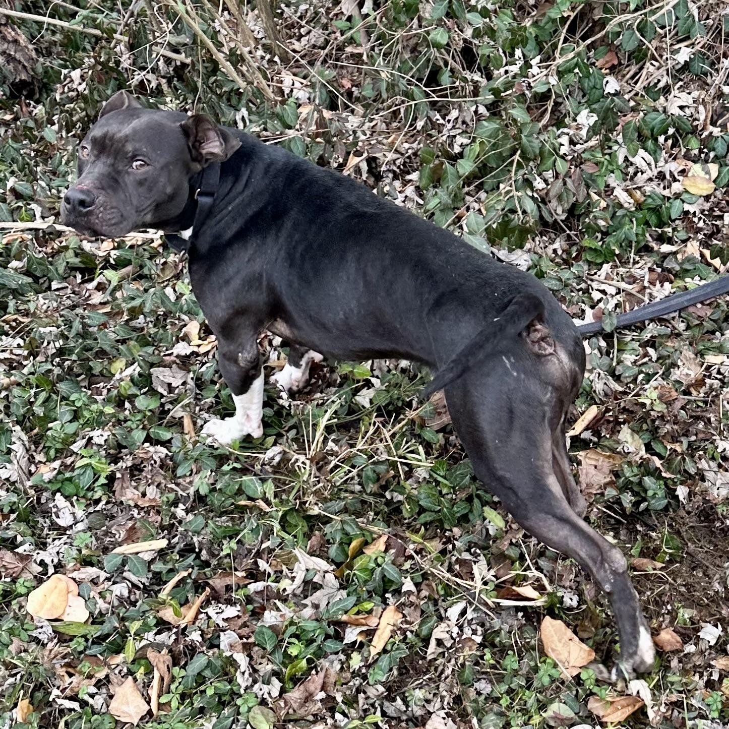 Enlarge Rudolph, a ADOPTABLE mixed breed in Maysville, KY image 2/5