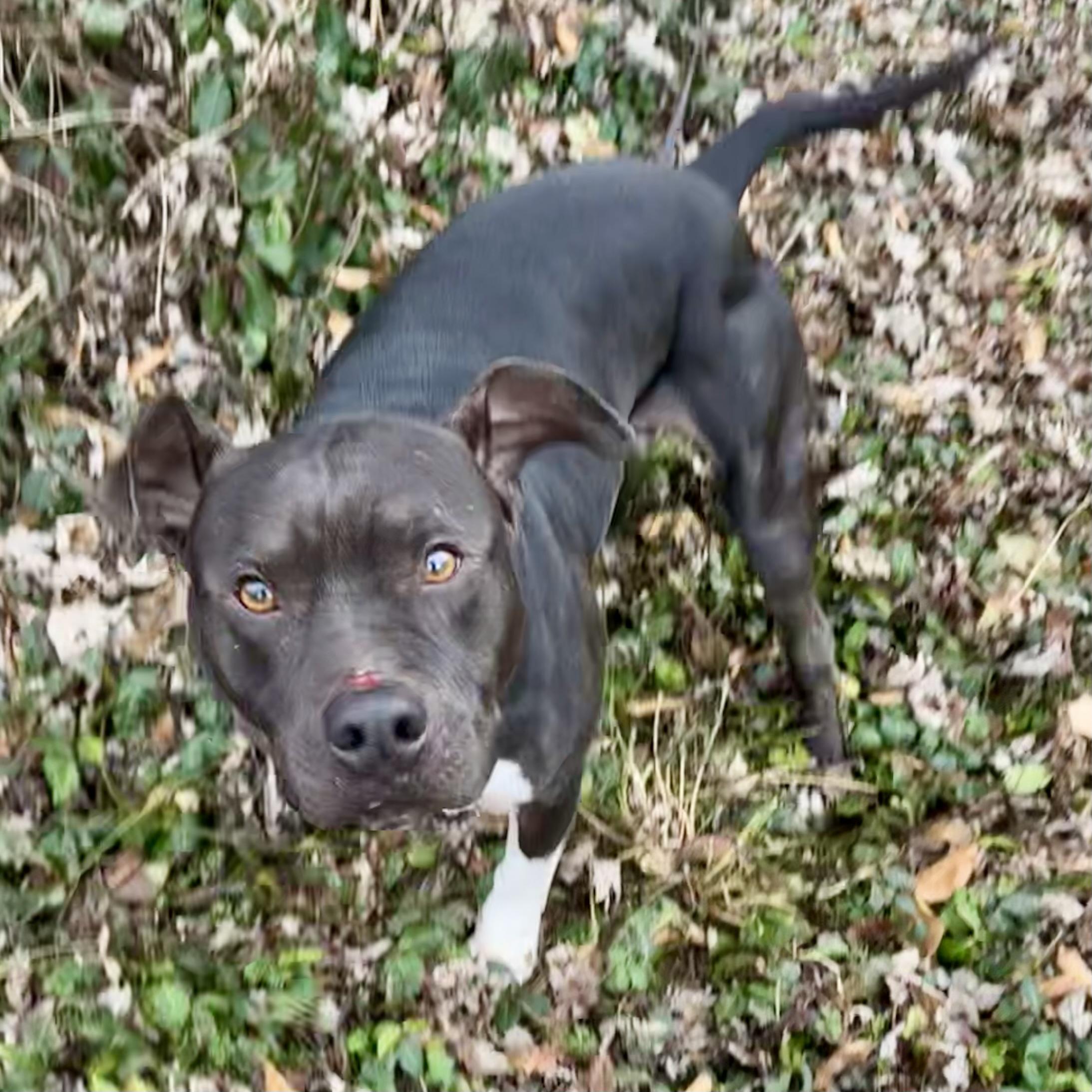 Enlarge Rudolph, a ADOPTABLE mixed breed in Maysville, KY image 4/5