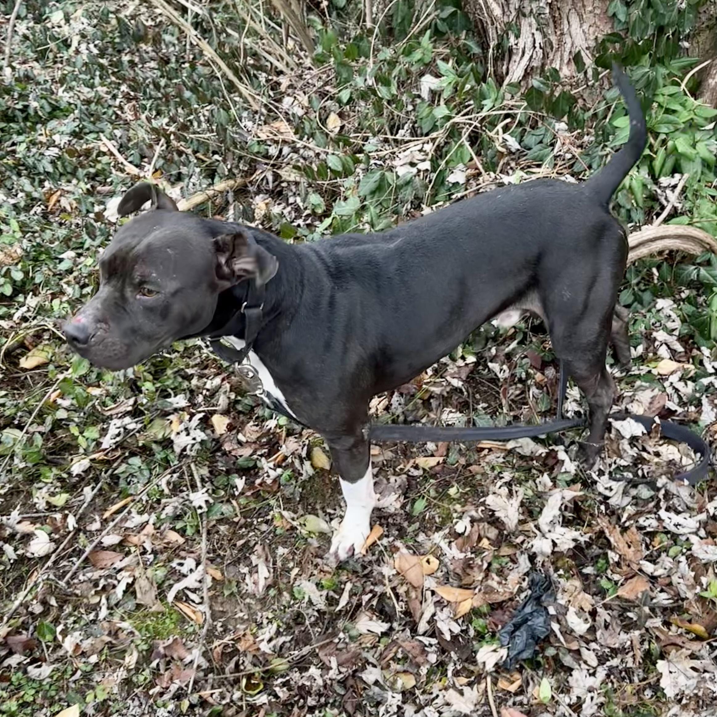 Enlarge Rudolph, a ADOPTABLE mixed breed in Maysville, KY image 5/5