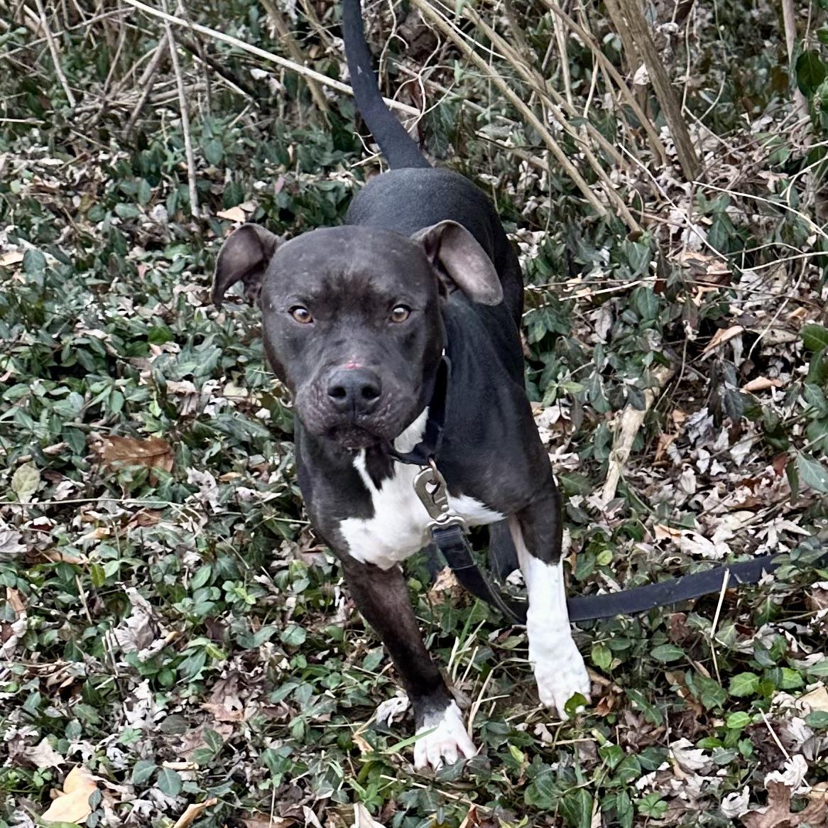 Enlarge Rudolph, a ADOPTABLE mixed breed in Maysville, KY image 1/5