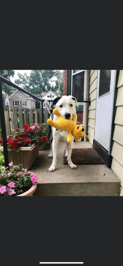 Cameron, a Adoptable mixed breed in Cincinnati, OH image 4/12