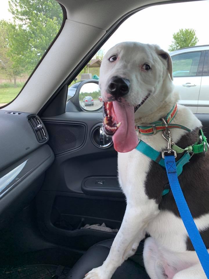 Cameron, a Adoptable mixed breed in Cincinnati, OH image 5/12