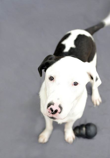 Cameron, a Adoptable mixed breed in Cincinnati, OH image 6/12