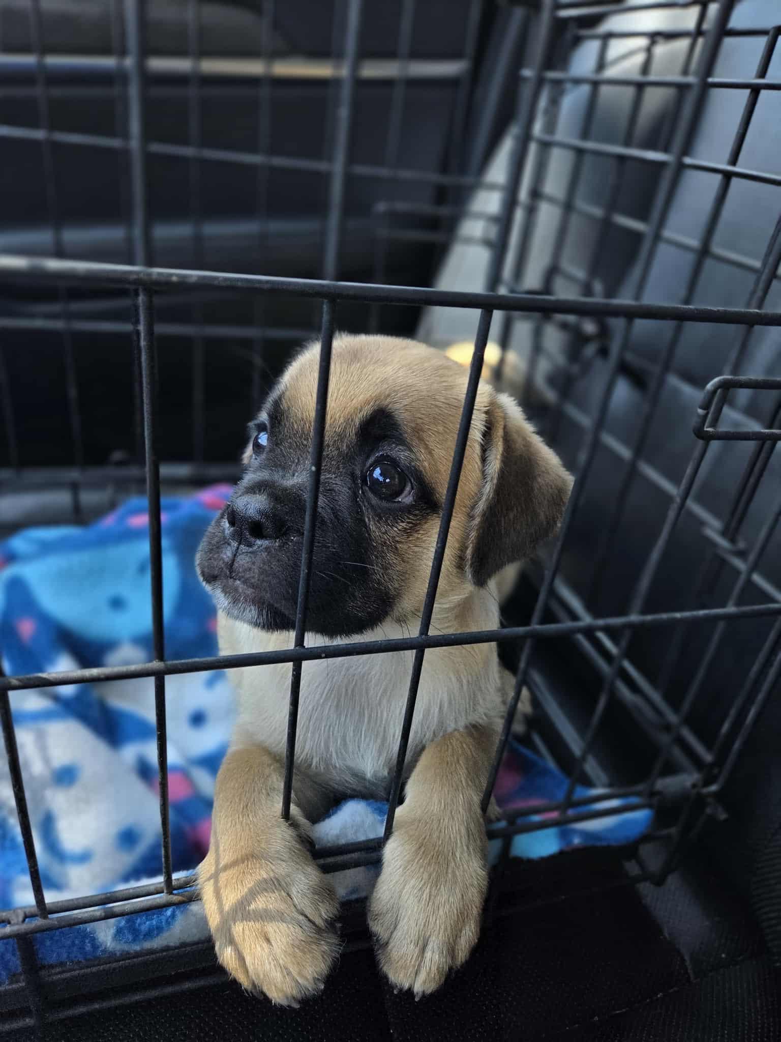 Georgette thumbnail 2