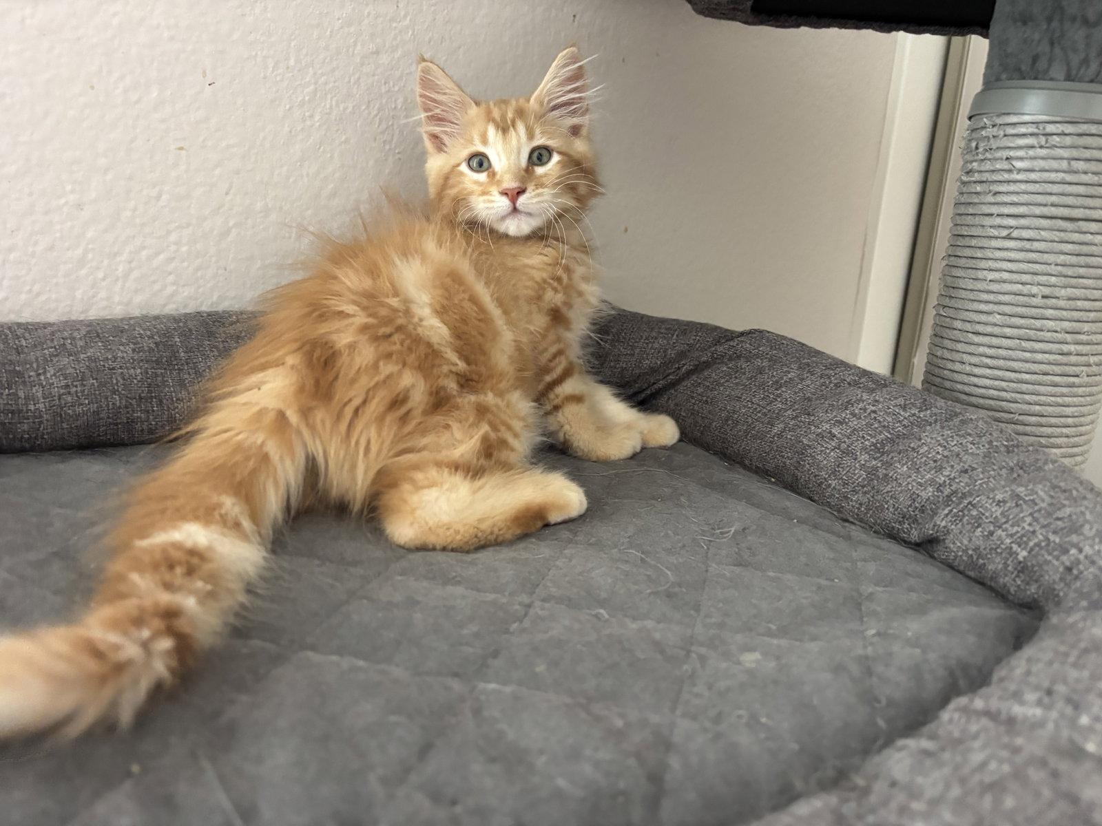 Fanta, Adopted, Kitten Male Tabby & Maine Coon.