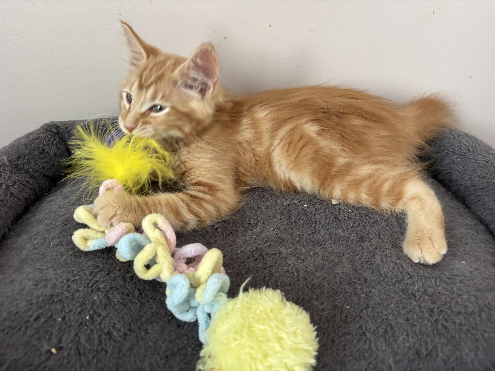 Enlarge Fanta, a Adopted mixed breed in Laguna Niguel, CA image 2/3