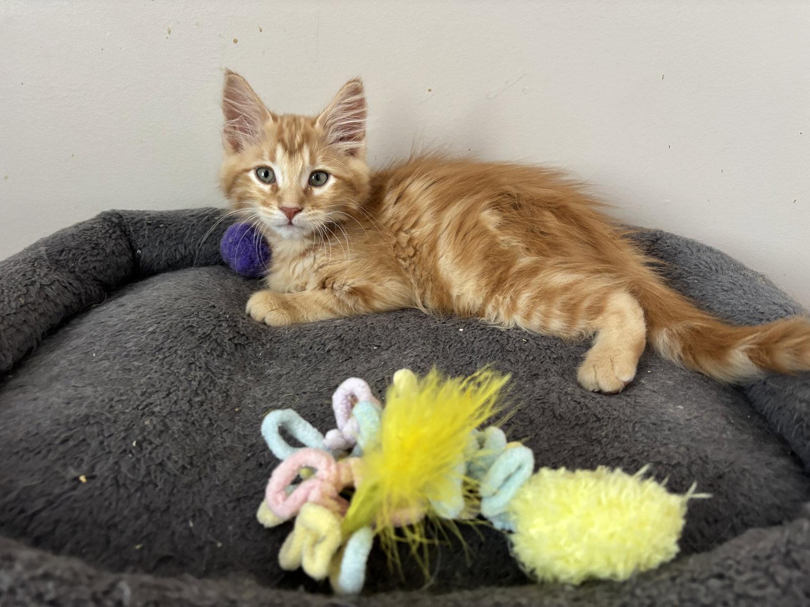 Enlarge Fanta, a Adopted mixed breed in Laguna Niguel, CA image 3/3