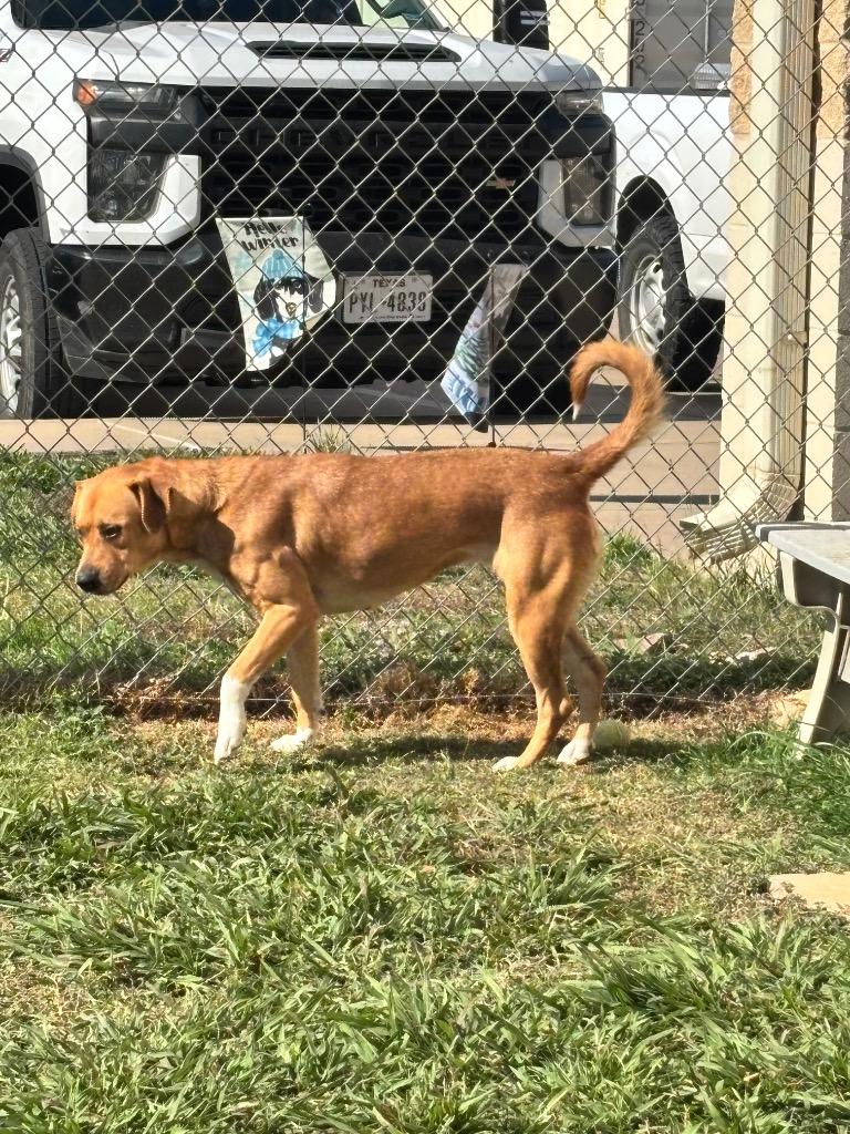 Sally, a Adoptable mixed breed in Belton, TX image 1/3