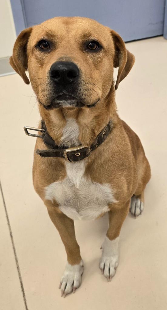 Sally, a Adoptable mixed breed in Belton, TX image 2/3