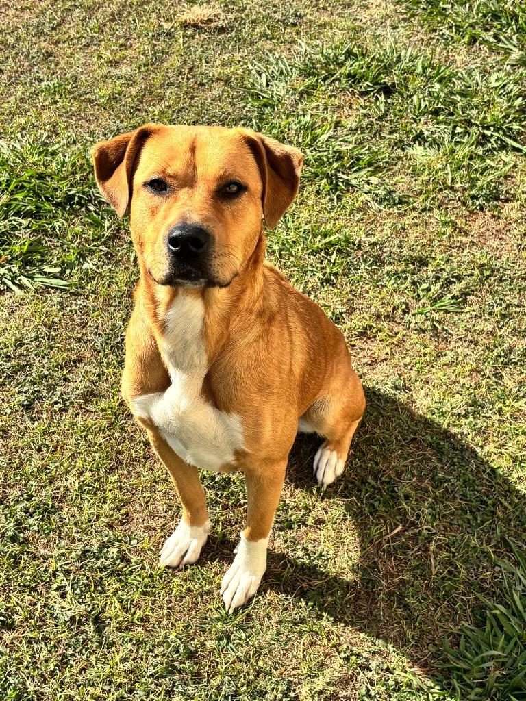 Sally, a Adoptable mixed breed in Belton, TX image 3/3