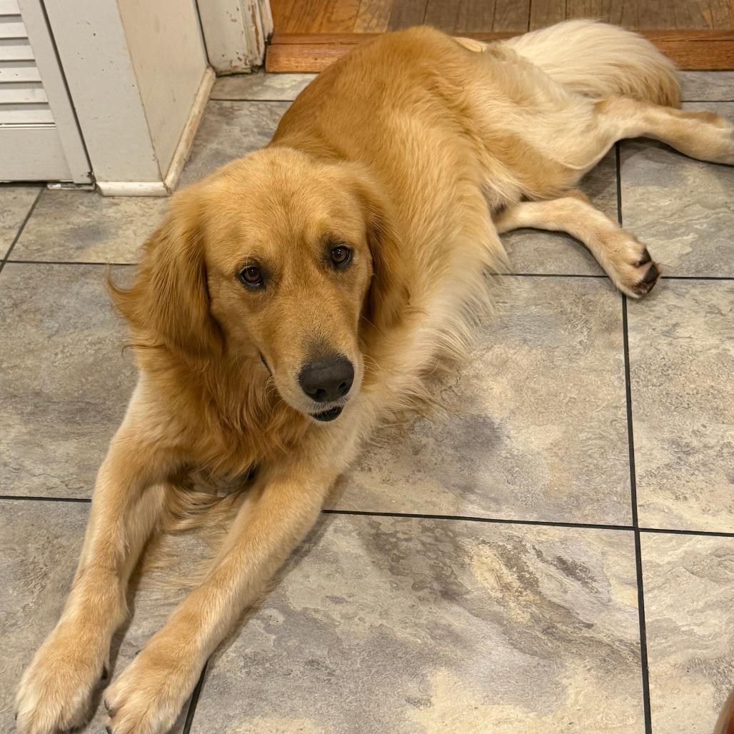 Teddy, a Adoptable Golden Retriever in Houston, TX image 1/4