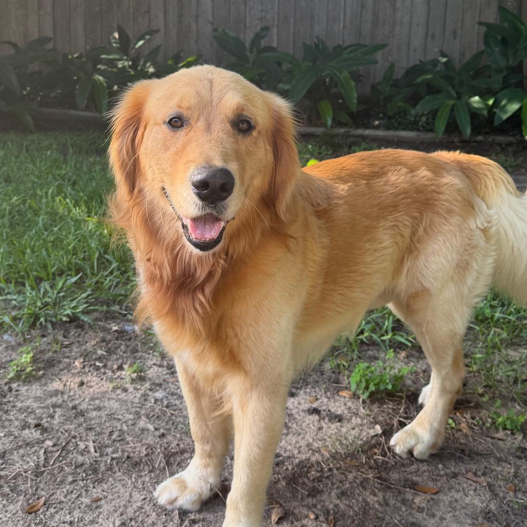 Teddy, a Adoptable Golden Retriever in Houston, TX image 2/4