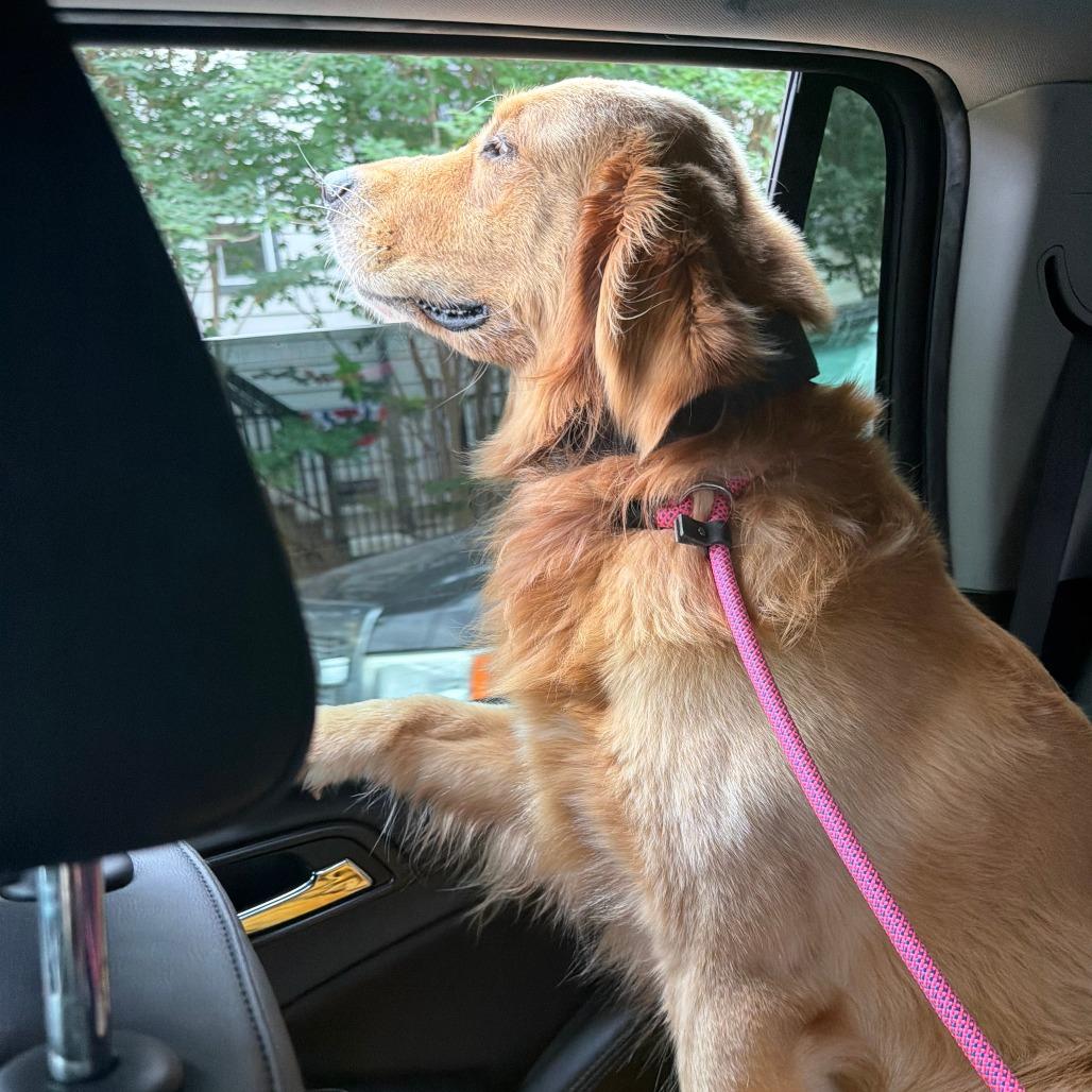 Teddy, a Adoptable Golden Retriever in Houston, TX image 3/4
