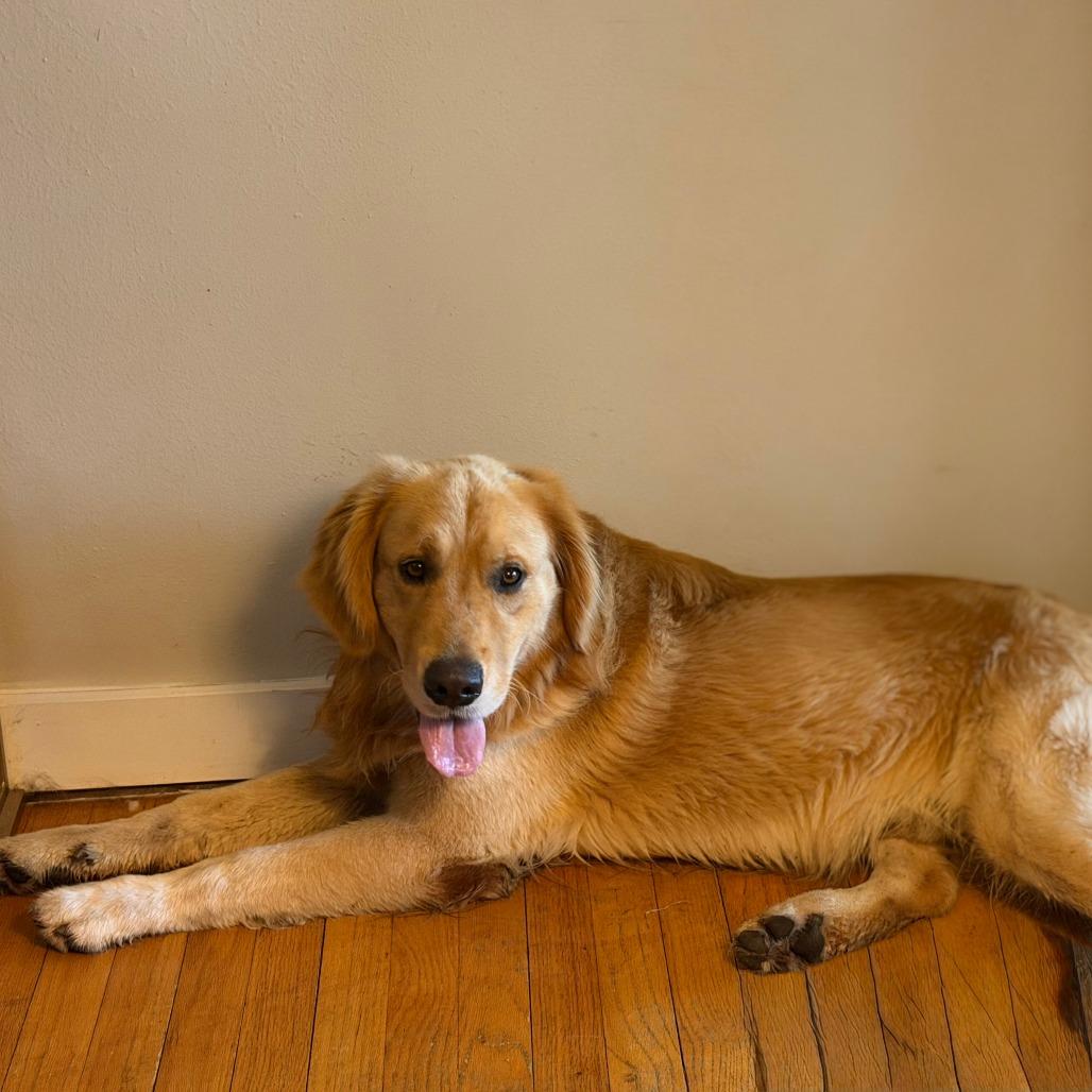 Teddy, a Adoptable Golden Retriever in Houston, TX image 4/4