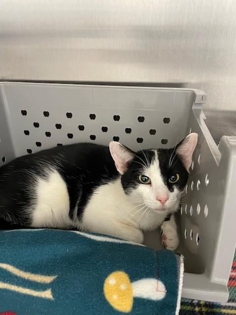 ARLO, Adoptable, Young Male Domestic Short Hair.