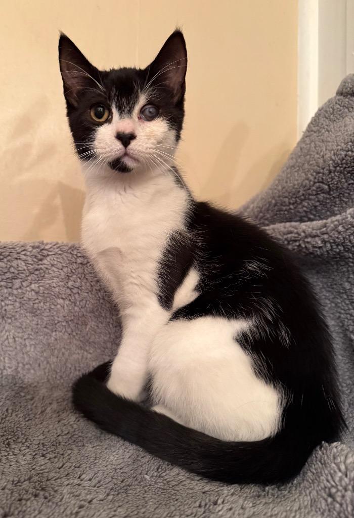 Enlarge Panda, a Adoptable mixed breed in Pomona, NY image 1/1