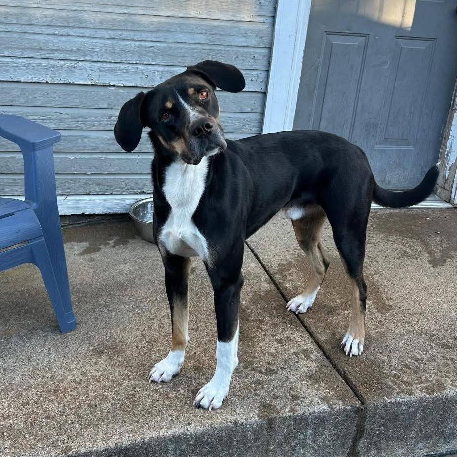 Enlarge Willie, a Adoptable mixed breed in Cleveland, TN image 1/5