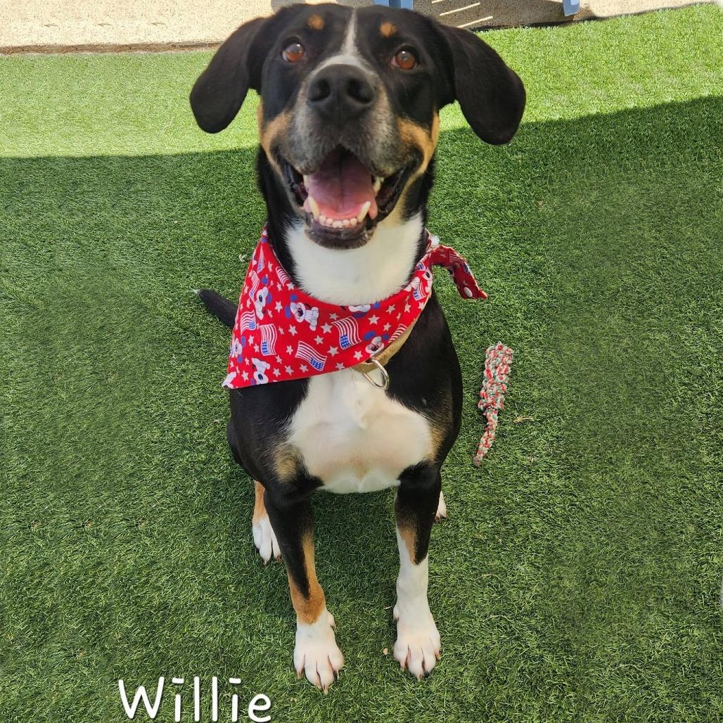 Willie, a Adoptable mixed breed in Cleveland, TN image 2/5