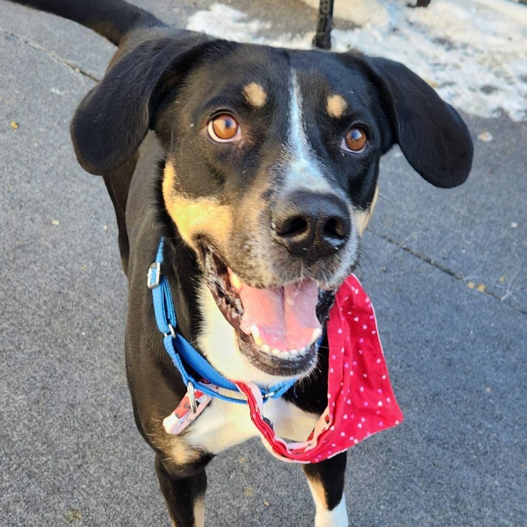 Enlarge Willie, a Adoptable mixed breed in Cleveland, TN image 2/5