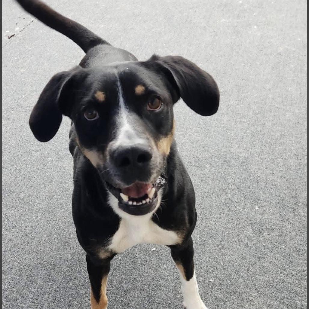 Enlarge Willie, a Adoptable mixed breed in Cleveland, TN image 3/5