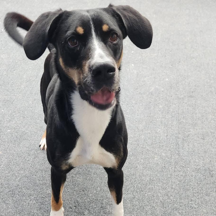 Enlarge Willie, a Adoptable mixed breed in Cleveland, TN image 4/5