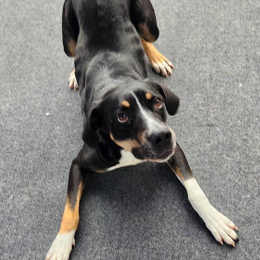 Enlarge Willie, a Adoptable mixed breed in Cleveland, TN image 5/5