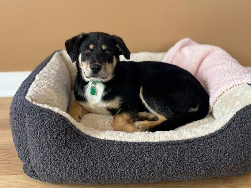 Enlarge **BLAIRE**, a Adoptable mixed breed in North Prairie, WI image 2/2