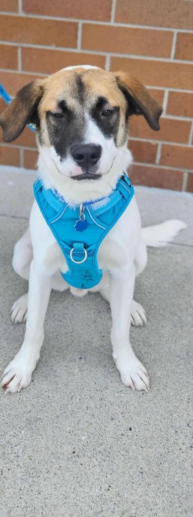 Enlarge Milo, a Adoptable mixed breed in Madison, AL image 1/4