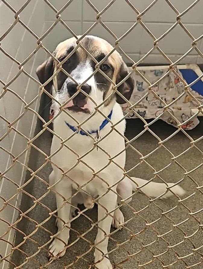 Enlarge Milo, a Adoptable mixed breed in Madison, AL image 2/4