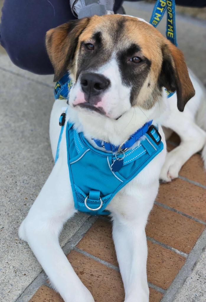 Enlarge Milo, a Adoptable mixed breed in Madison, AL image 3/4