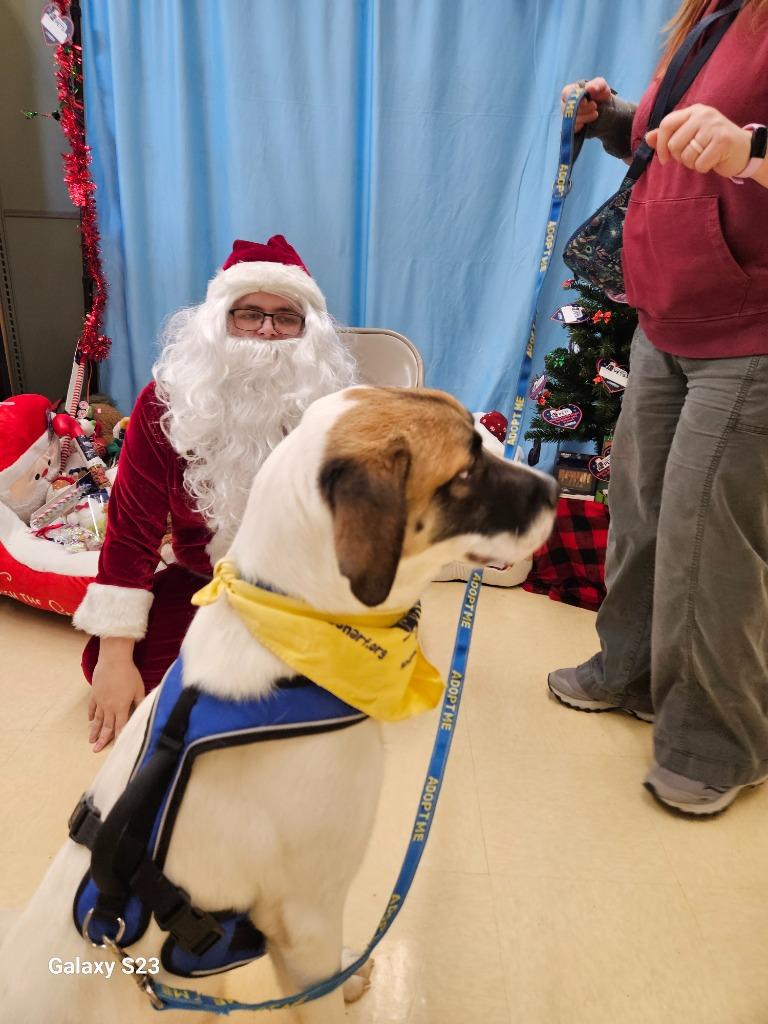 Enlarge Milo, a Adoptable mixed breed in Madison, AL image 4/4