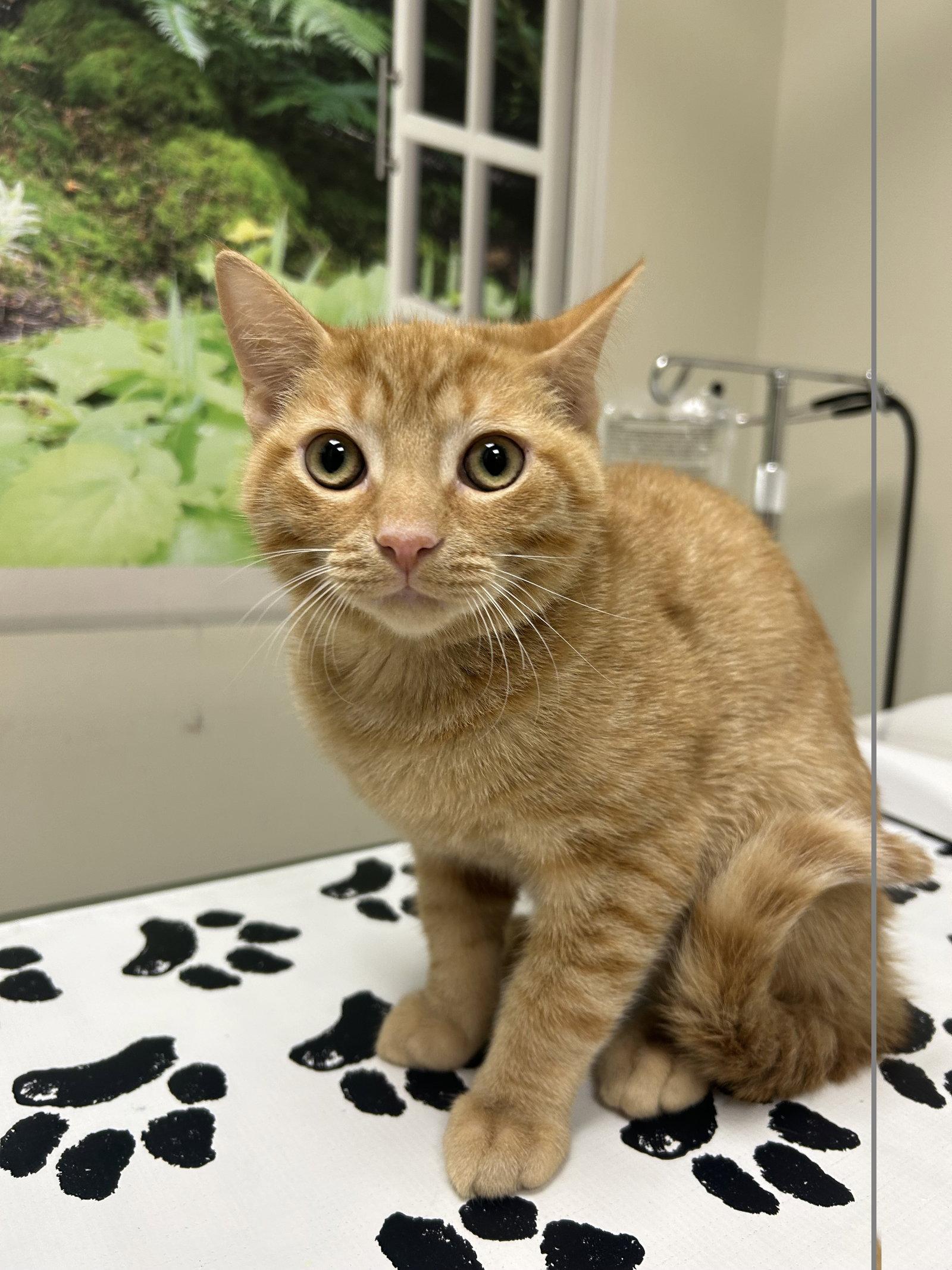 Ovi, Adoptable, Young Male Domestic Short Hair.
