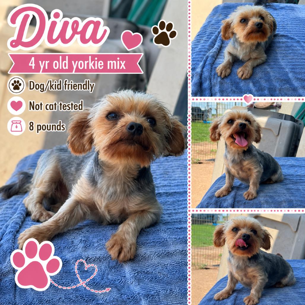 Diva, an adopted Yorkshire Terrier in Lincoln, NB image 2/2