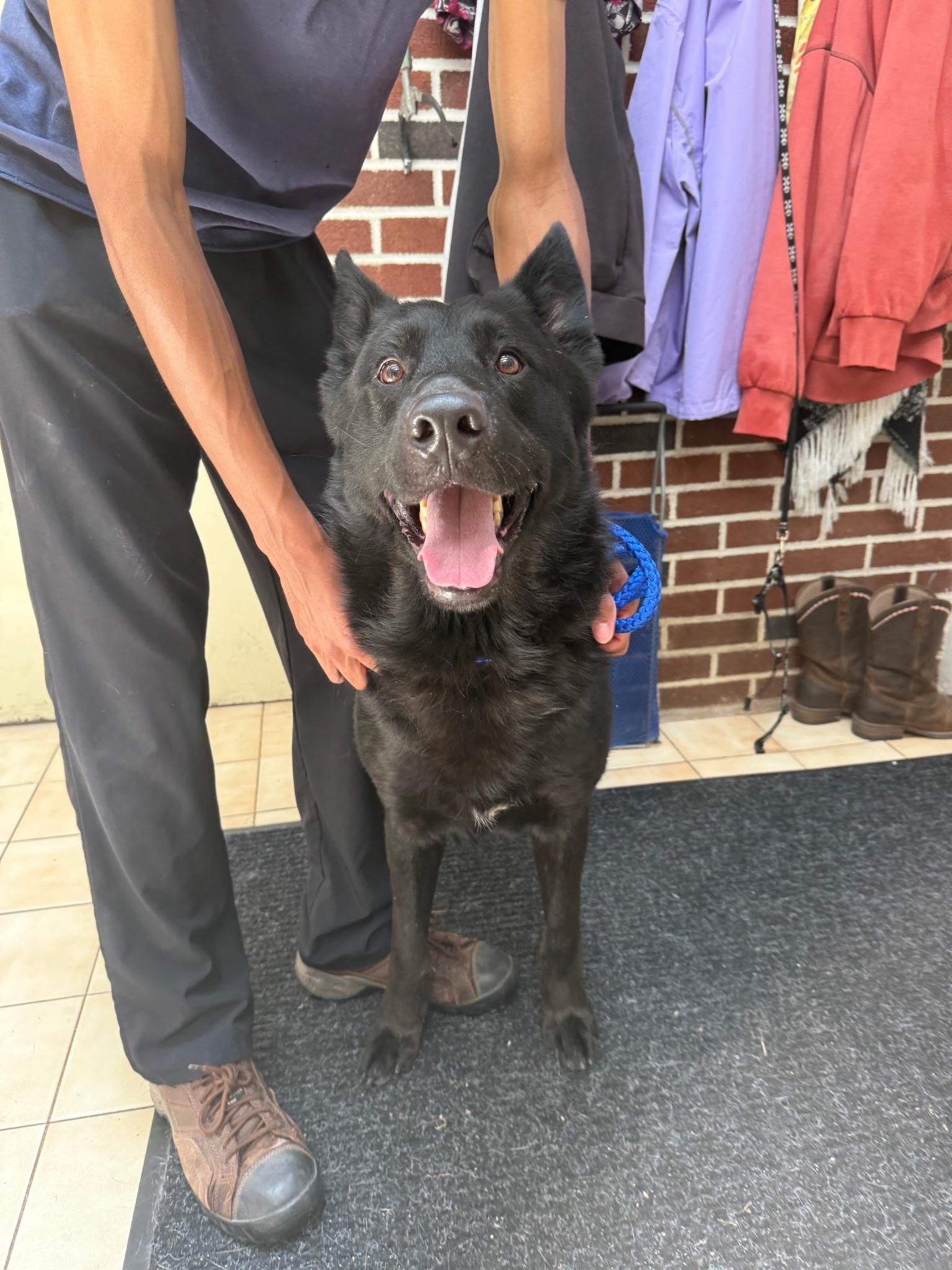 Tiro, Adoptable, Adult Male Belgian Shepherd / Malinois.