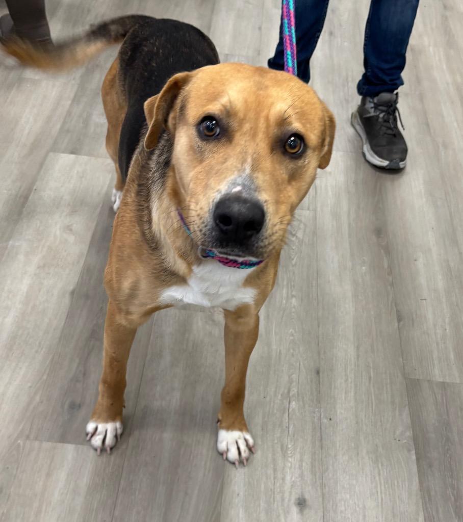 Enlarge King, a Adopted mixed breed in Cambridge, MD image 1/1