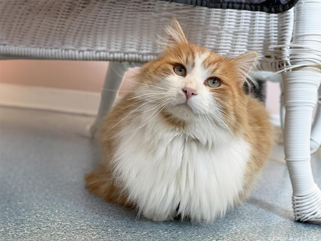 Enlarge Finnegan, an adopted Domestic Medium Hair in Charles Town, WV image 2/5