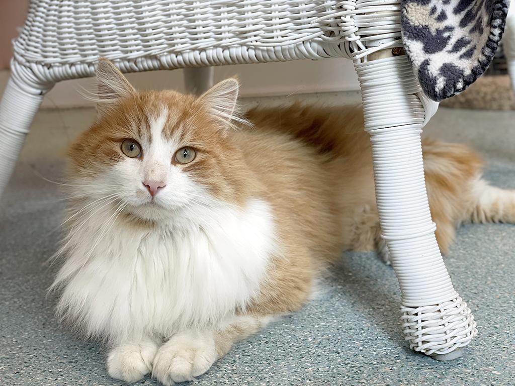 Enlarge Finnegan, an adopted Domestic Medium Hair in Charles Town, WV image 5/5