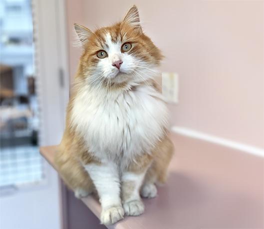 Finnegan, adopted, Adult Male Domestic Medium Hair.