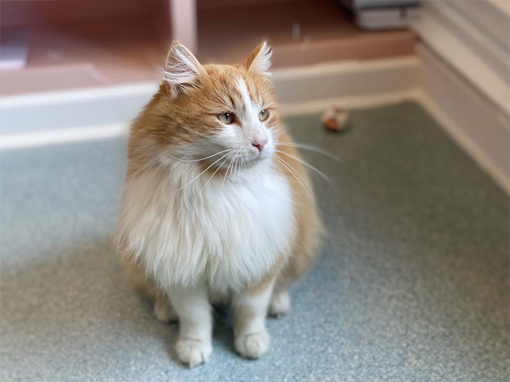 Enlarge Finnegan, an adopted Domestic Medium Hair in Charles Town, WV image 4/5