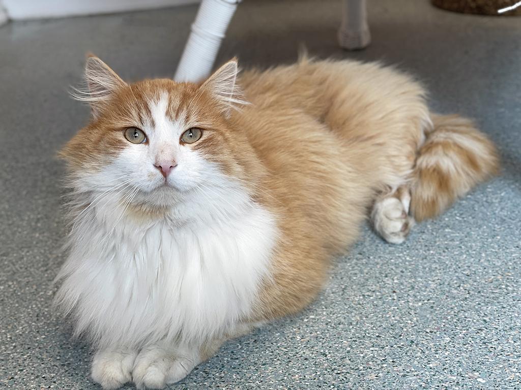 Enlarge Finnegan, an adopted Domestic Medium Hair in Charles Town, WV image 3/5