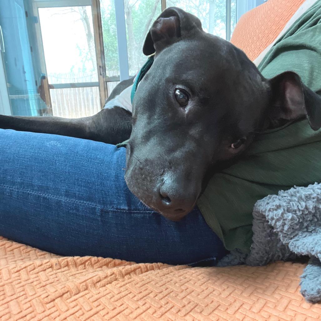 Gonzo (CL-SS), Adoptable, Adult Male Pit Bull Terrier.