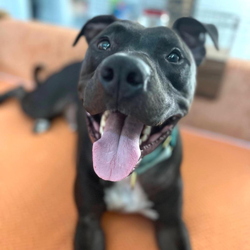 Enlarge Gonzo (CL-SS), a Adoptable Pit Bull Terrier in Austin, TX image 3/6